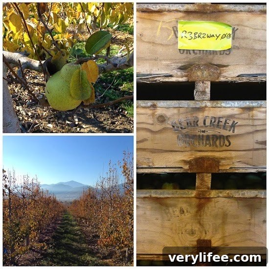 Broiled Wild Salmon with Cherry-Apple Chutney Recipe 5 A close-up of a pear growing on a tree, a path through a pear orchard with mountains in the background, a wooden orchard box with Bear Creek Orchards logo
