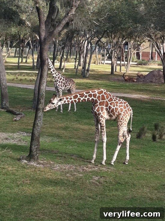 Disney's Animal Kingdom Lodge Orlando: Resort Review and Tips 4 img 21763 3